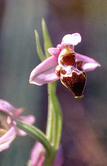 Ophrys lapethica, Neo Chorio.