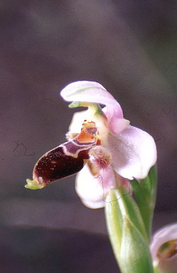 Ophrys lapethica, Neo Chorio.