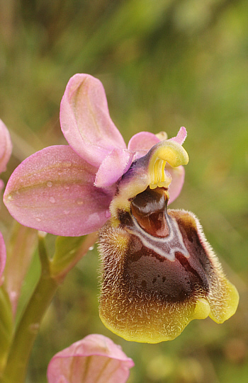 Ophrys leochroma, Filothei.