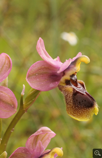 Ophrys leochroma, Filothei.
