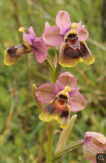 Ophrys leochroma, Filothei.