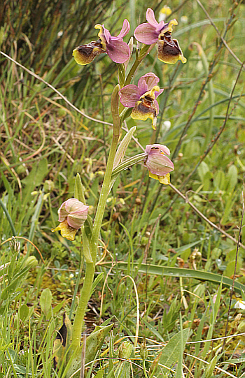 Ophrys leochroma, Filothei.