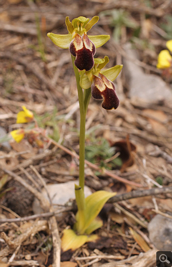 Ophrys leucadica, Kremasti.