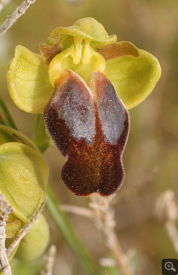 Ophrys leucadica, Markopoulo.