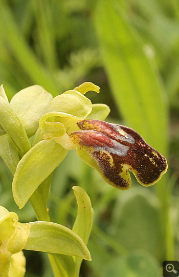 Ophrys leucadica, Nafpaktos.