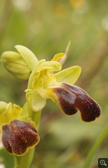 Ophrys leucadica, Nafpaktos.