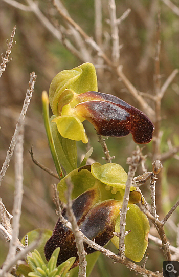 Ophrys leucadica, Markopoulo.