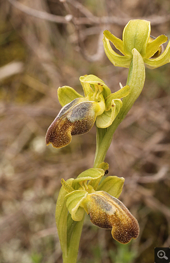 Ophrys leucadica, Markopoulo.