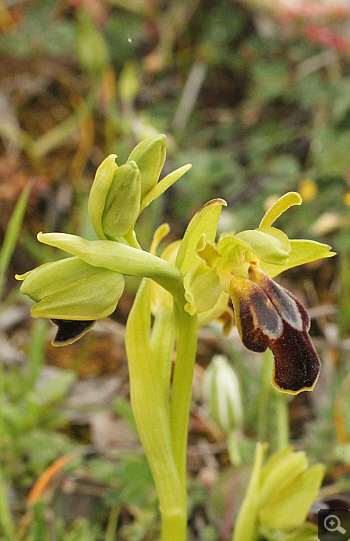 Ophrys leucadica, Manthirea.