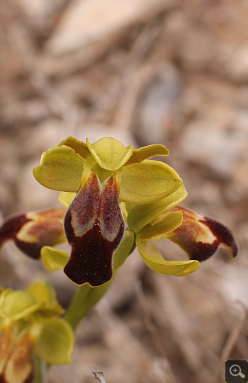 Ophrys leucadica, Kremasti.