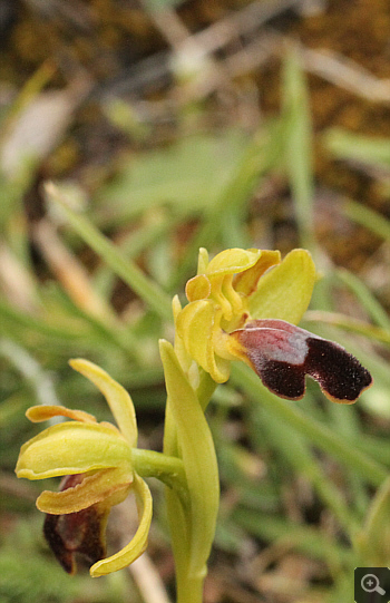 Ophrys leucadica, Manthirea.