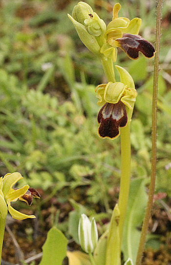 Ophrys leucadica, Manthirea.