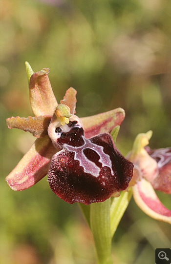 Ophrys leucophthalma, Geroplatanos.