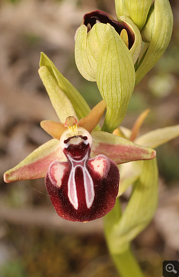 Ophrys leucophthalma, Kesari.