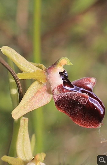 Ophrys leucophthalma, Kriovrissi.