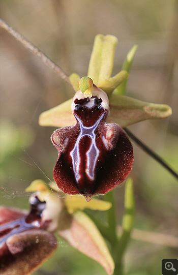Ophrys leucophthalma, Kriovrissi.