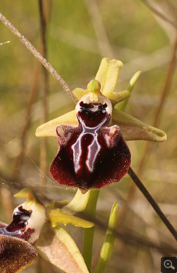 Ophrys leucophthalma, Kriovrissi.