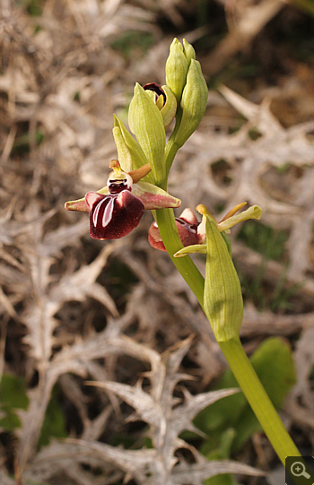 Ophrys leucophthalma, Kesari.