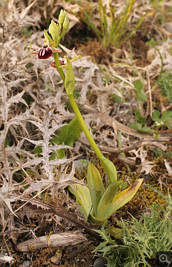 Ophrys leucophthalma, Kesari.