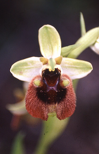 Ophrys levantina, Mathikoloni.