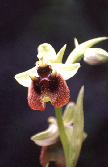 Ophrys levantina, Mathikoloni.