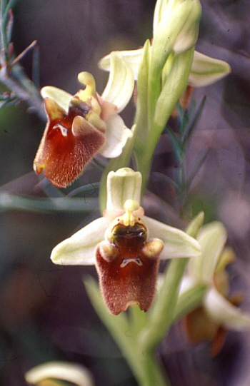 Ophrys levantina, Neo Chorio.