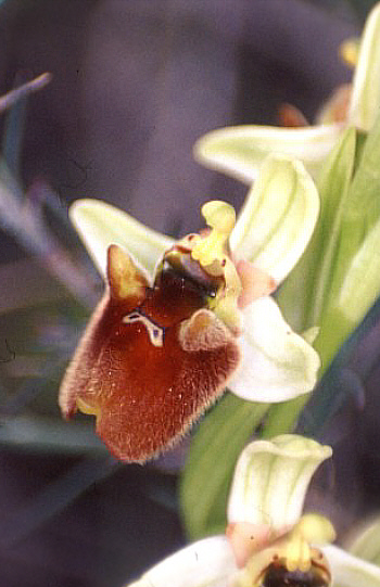 Ophrys levantina, Neo Chorio.