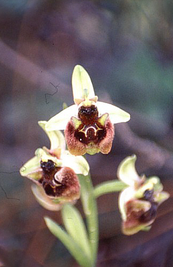 Ophrys levantina, Neo Chorio.