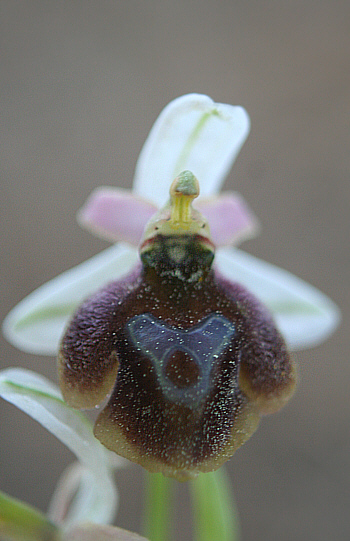 Ophrys lucis, Laerma.