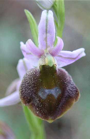 Ophrys lucis, Laerma.