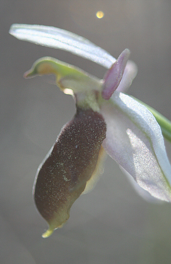 Ophrys lucis, Laerma.