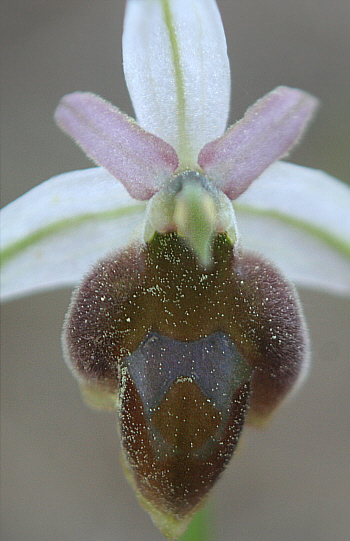 Ophrys lucis, Laerma.