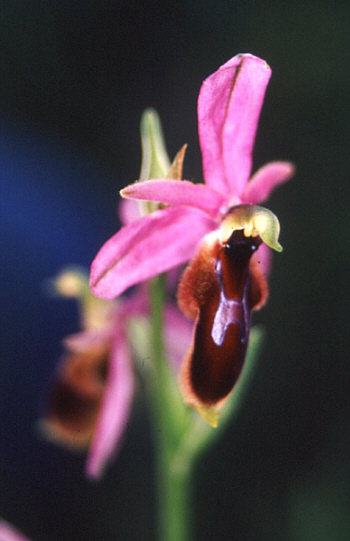 Ophrys lunulata, Südsizilien.