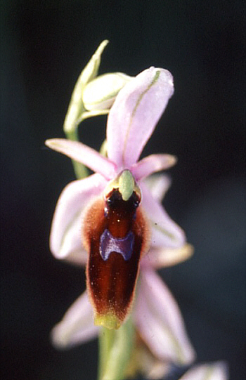 Ophrys lunulata, Southern Sicily.