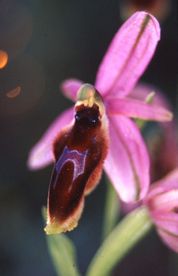 Ophrys lunulata, Southern Sicily.