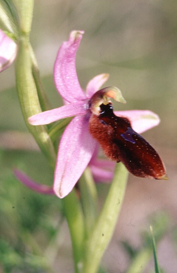 Ophrys lunulata, Südsizilien.