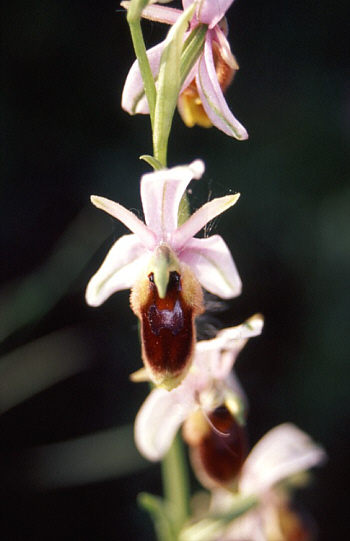 Ophrys lunulata, Südsizilien.