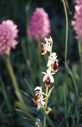 Ophrys lunulata, Südsizilien.