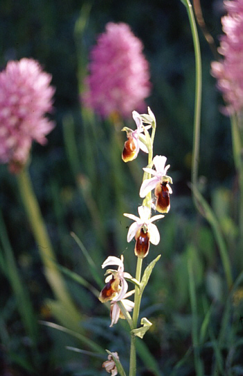 Ophrys lunulata, Southern Sicily.