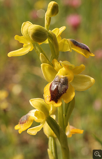Ophrys lutea, Ampelokipi.