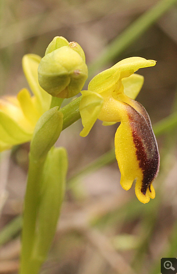 Ophrys lutea, Katsimpalis.