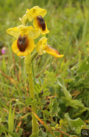 Ophrys lutea, Filothei.