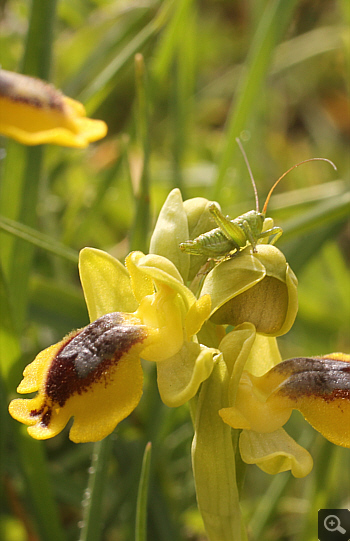 Ophrys lutea, Kesari.