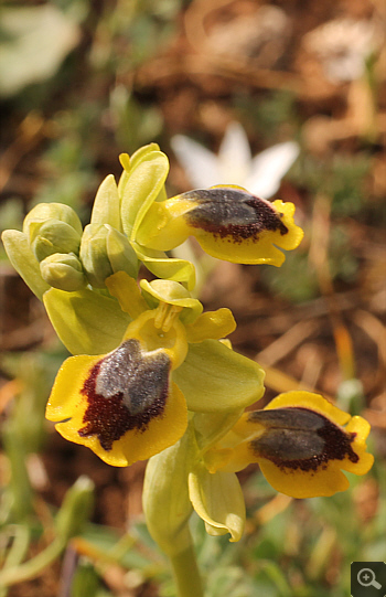 Ophrys lutea, Kesari.