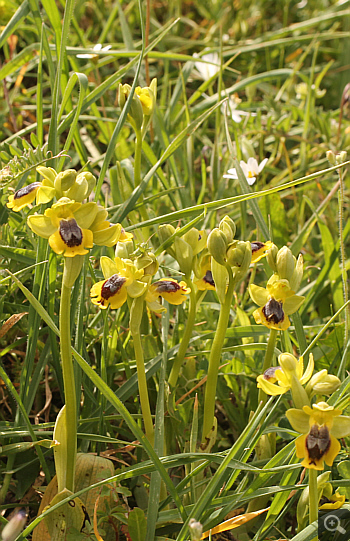 Ophrys lutea, Kesari.