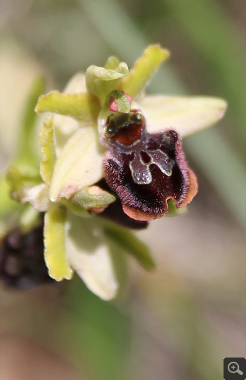 Ophrys majellensis, Rionero Sannitico.