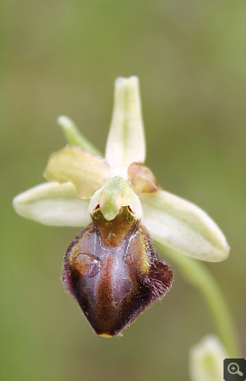 Ophrys majellensis, Rionero Sannitico.