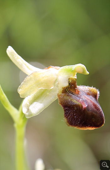 Ophrys majellensis, Rionero Sannitico.