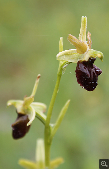 Ophrys majellensis, Rionero Sannitico.