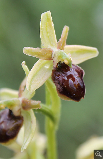 Ophrys majellensis, Alfedena.